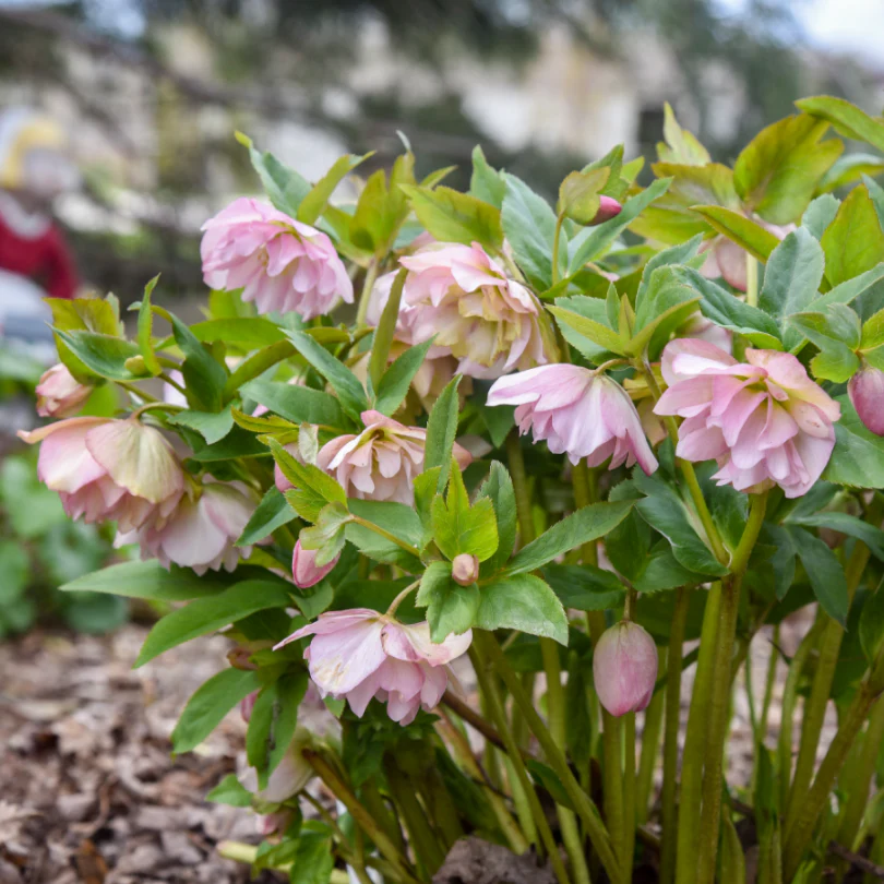 Wedding Party® 'Flower Girl' Lenten Rose (Helleborus) - Image 3