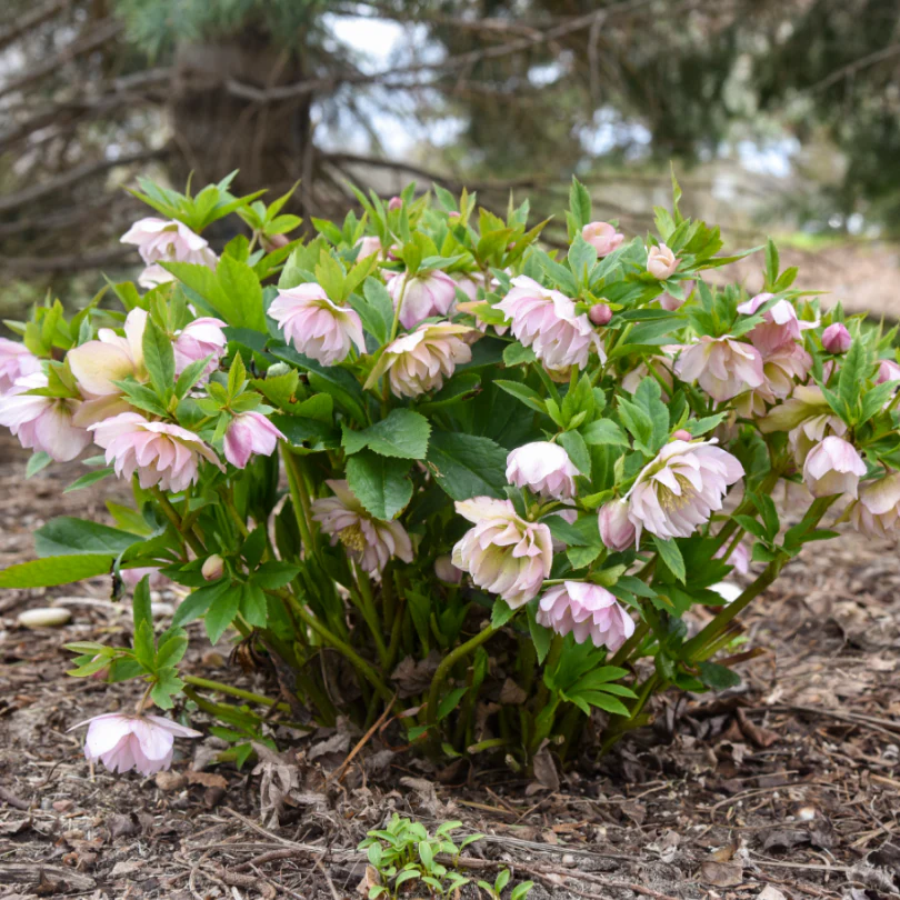 Wedding Party® 'Flower Girl' Lenten Rose (Helleborus) - Image 4