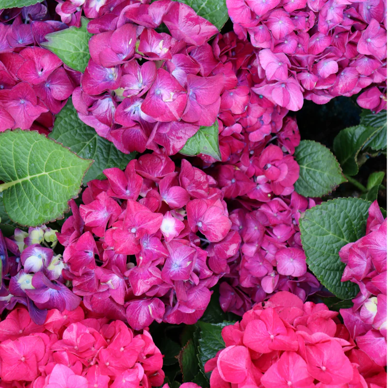 Wee Bit Giddy® Bigleaf Hydrangea - Image 2