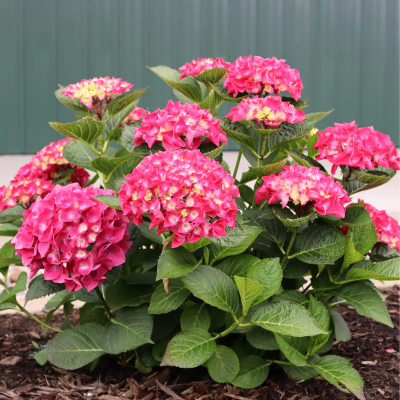 Wee Bit Giddy® Bigleaf Hydrangea - Image 3
