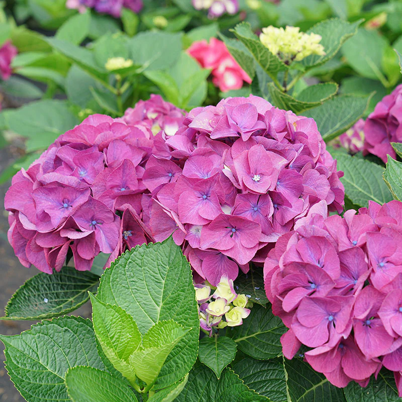 Wee Bit Giddy® Bigleaf Hydrangea - Image 4