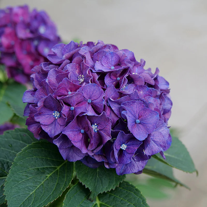 Wee Bit Grumpy® Bigleaf Hydrangea - Image 2