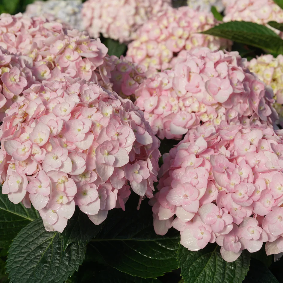 Wee Bit Innocent™ Bigleaf Hydrangea - Image 2