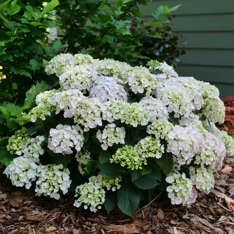 Wee Bit Innocent™ Bigleaf Hydrangea - Image 3