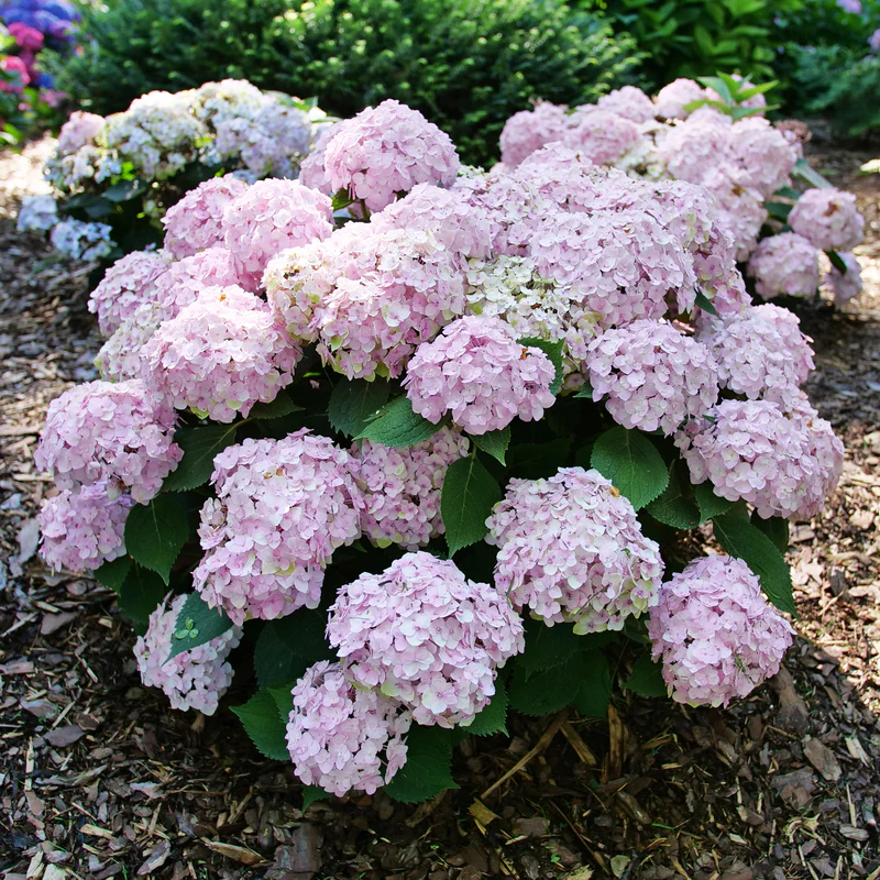 Wee Bit Innocent™ Bigleaf Hydrangea - Image 4