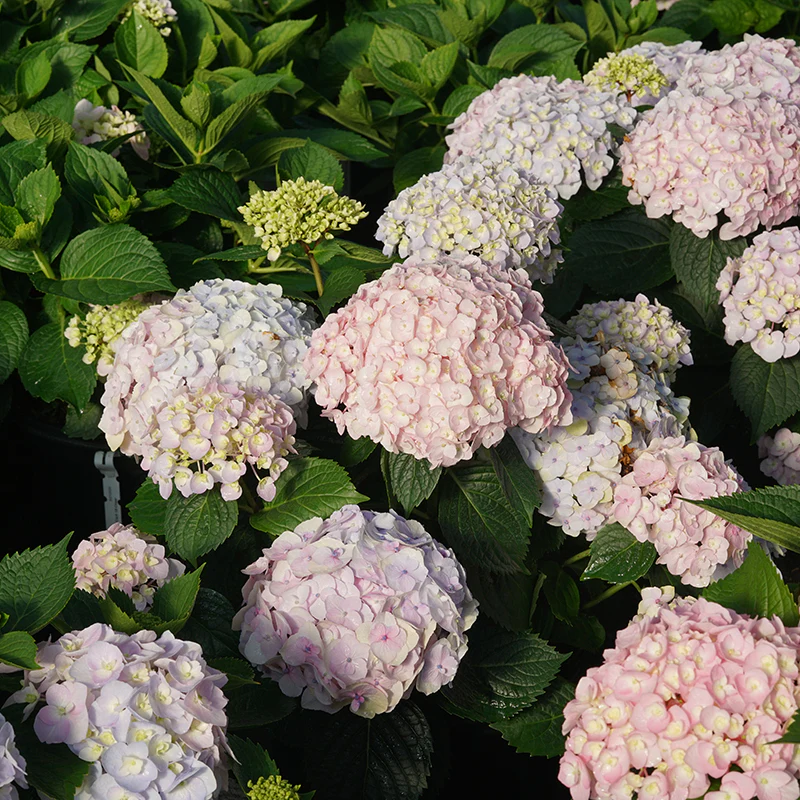 Wee Bit Innocent™ Bigleaf Hydrangea - Image 5