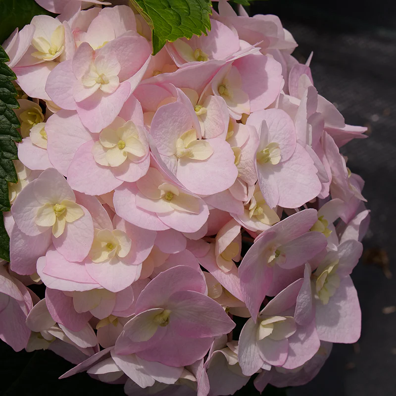 Wee Bit Innocent™ Bigleaf Hydrangea - Image 6