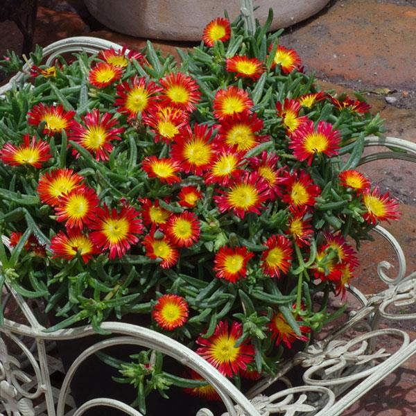 Wheels of Wonder® Fire Wonder Ice Plant (Delosperma) - Image 2