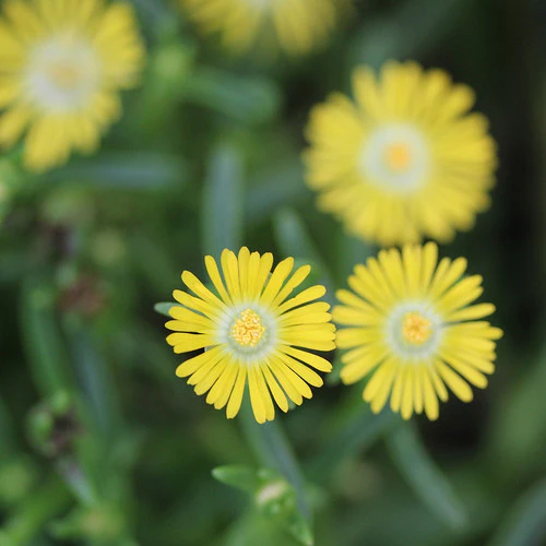 Wheels of Wonder® Golden Wonder Ice Plant (Delosperma) - Image 2