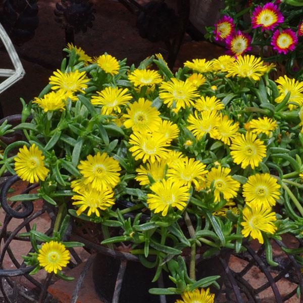 Wheels of Wonder® Golden Wonder Ice Plant (Delosperma) - Image 3