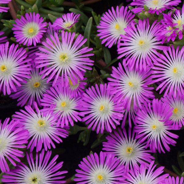 Wheels of Wonder® Violet Wonder Ice Plant (Delosperma) - Image 2
