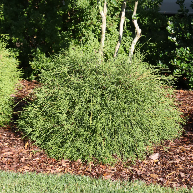 Whip It Good™ Arborvitae (Thuja) - Image 2
