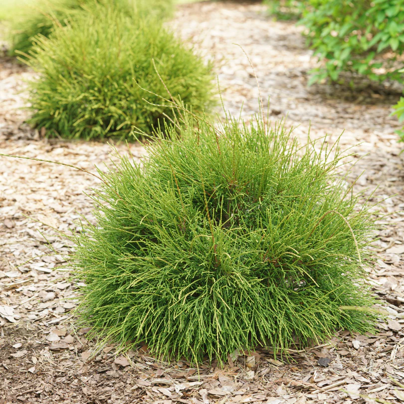 Whip It Good™ Arborvitae (Thuja) - Image 3