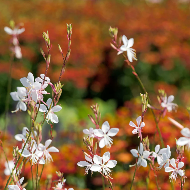 'Whirling Butterflies' Beeblossom (Gaura) - Image 3
