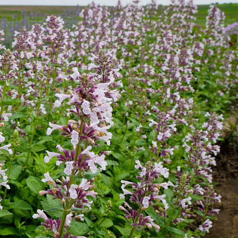 Whispurr™ Pink Catmint (Nepeta) - Image 2