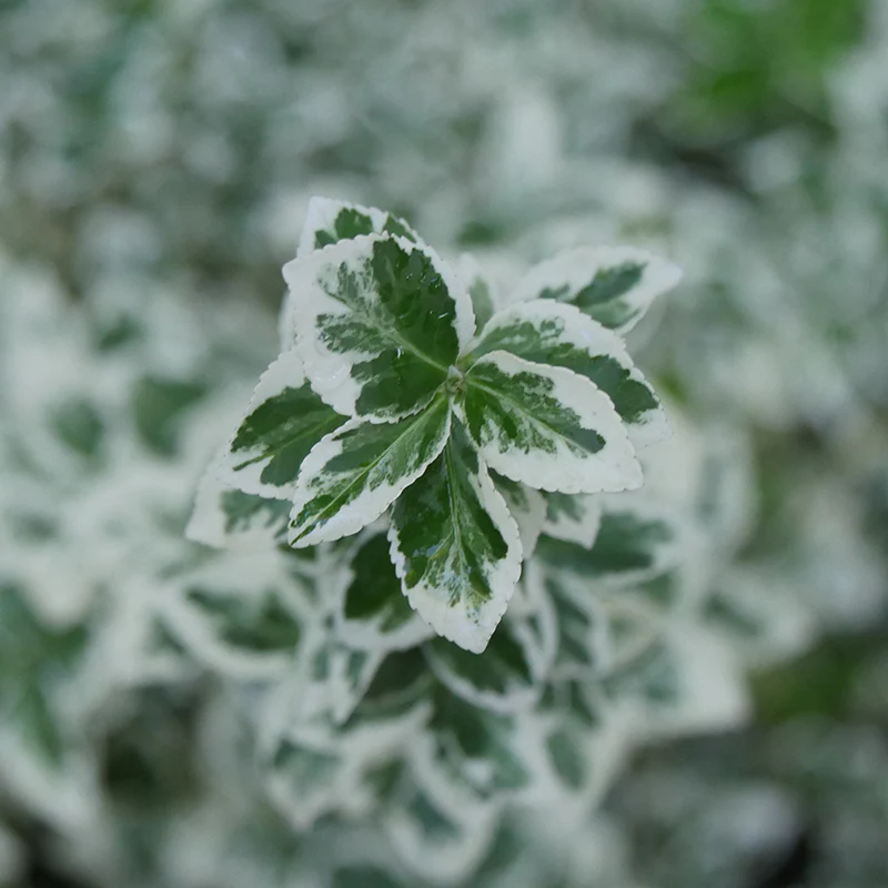 White Album® Wintercreeper (Euonymus) - Image 3