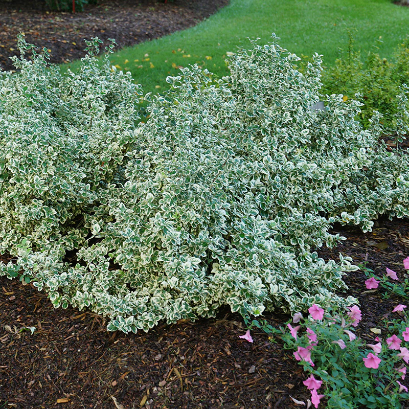 White Album® Wintercreeper (Euonymus) - Image 4
