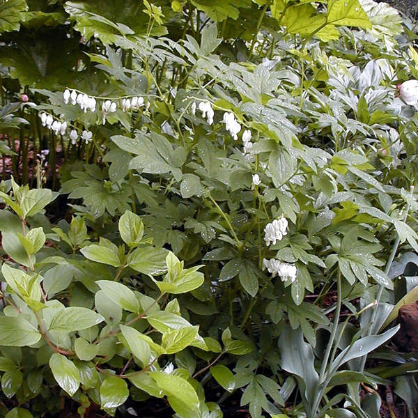 White Bleeding Heart (Dicentra) - Image 3