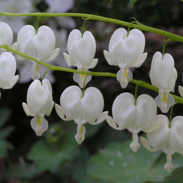 White Bleeding Heart (Dicentra) - Image 5