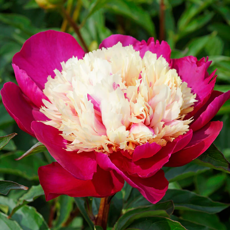 'White Cap' Peony (Paeonia) - Image 2