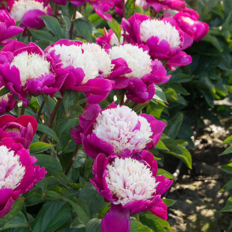 'White Cap' Peony (Paeonia) - Image 3