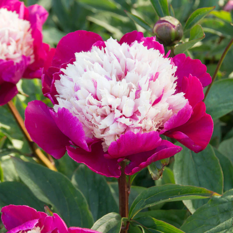 'White Cap' Peony (Paeonia) - Image 5