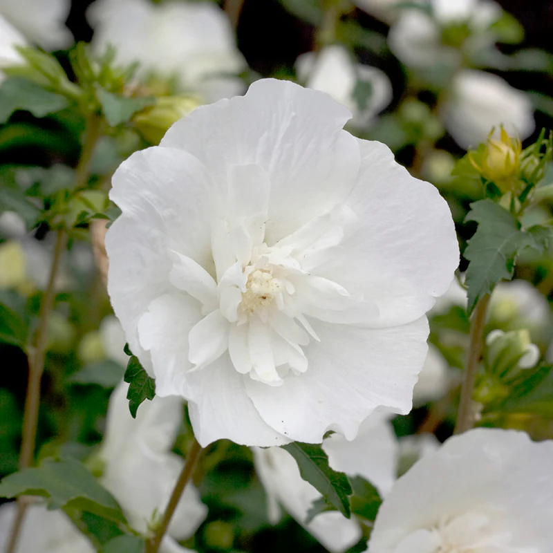 White Chiffon® Rose of Sharon (Hibiscus) - Image 2