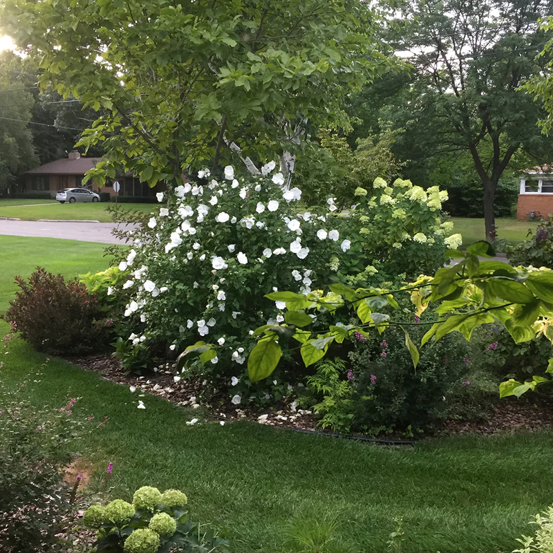 White Chiffon® Rose of Sharon (Hibiscus) - Image 3