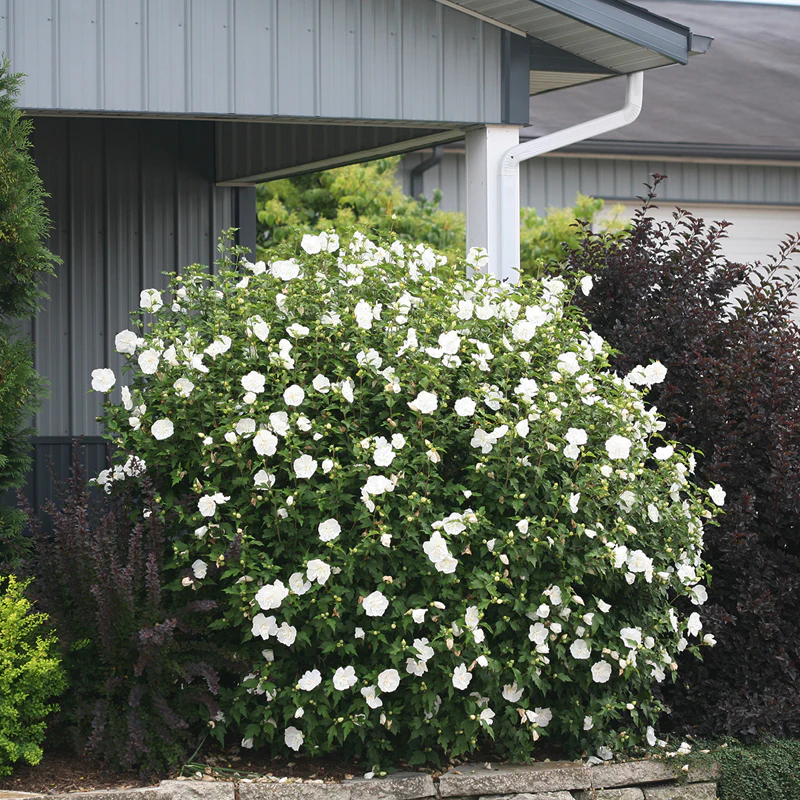 White Chiffon® Rose of Sharon (Hibiscus) - Image 5