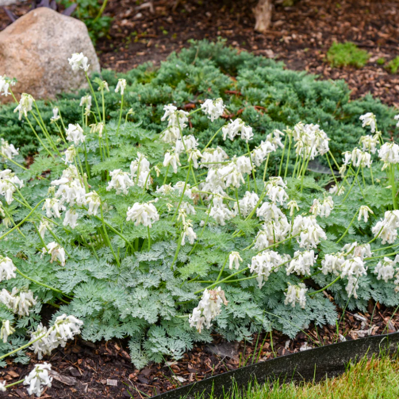 'White Diamonds' Fern-Leaved Bleeding Heart (Dicentra) - Image 3