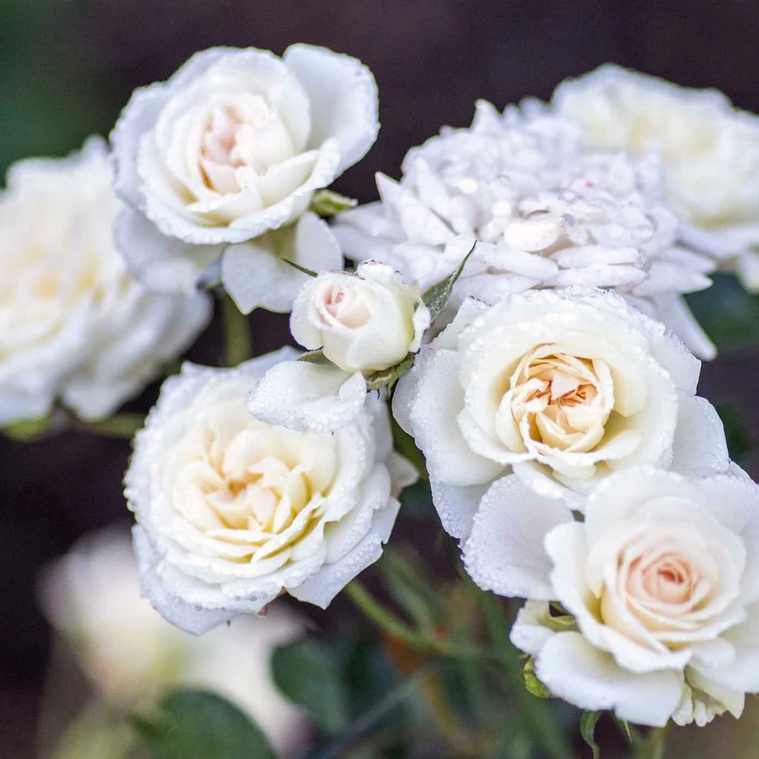 White Drift® Rose - Image 3
