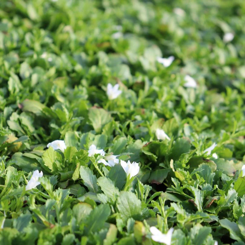 White Mazus - Image 3