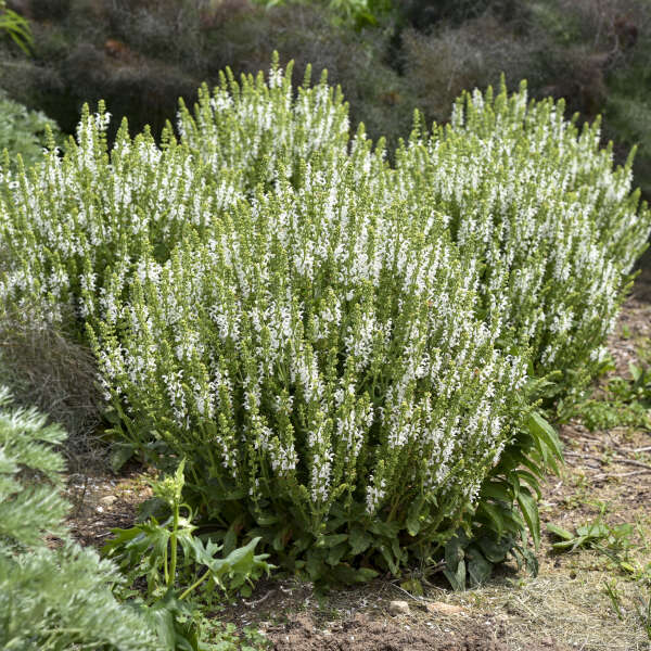 'White Profusion' Salvia - Image 5