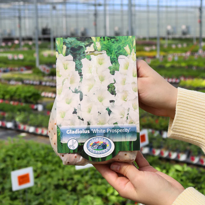 'White Prosperity' Gladiolus - Image 3