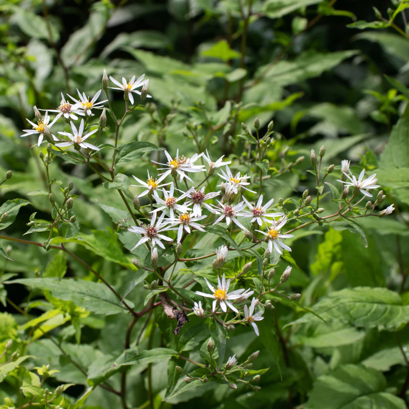 White Wood Aster - Image 2