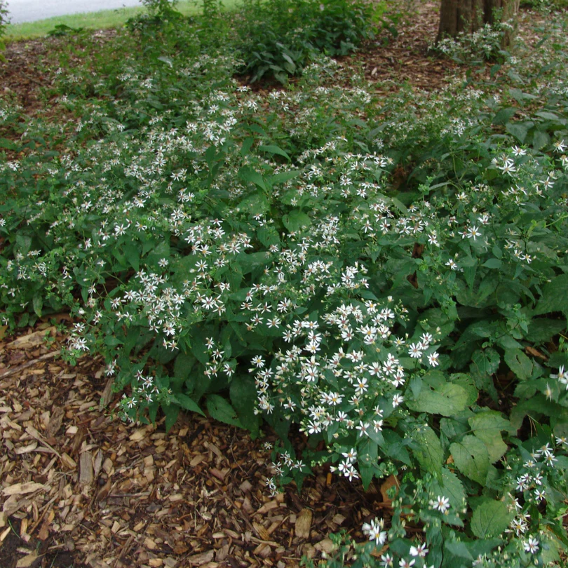 White Wood Aster - Image 3