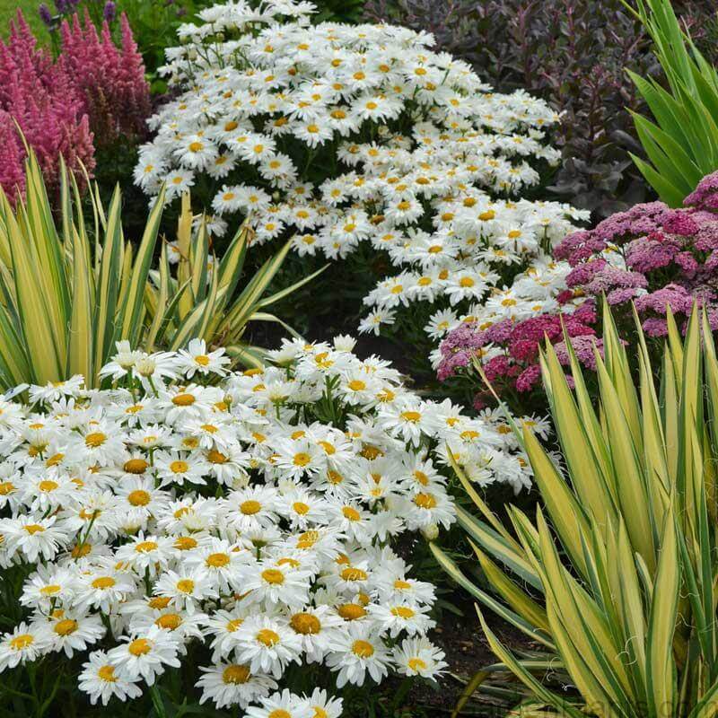 'Whoops-A-Daisy' Shasta Daisy (Leucanthemum) - Image 2