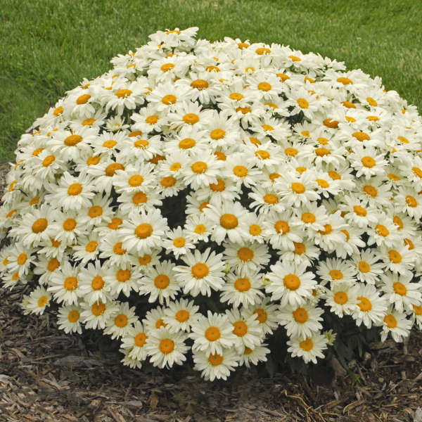 'Whoops-A-Daisy' Shasta Daisy (Leucanthemum) - Image 3