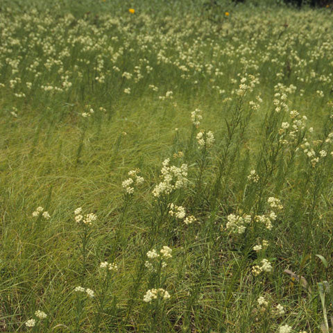 Whorled Milkweed (Asclepias) - Image 2