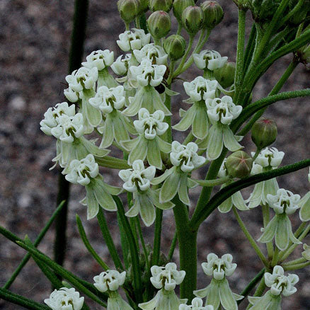 Whorled Milkweed (Asclepias) - Image 3