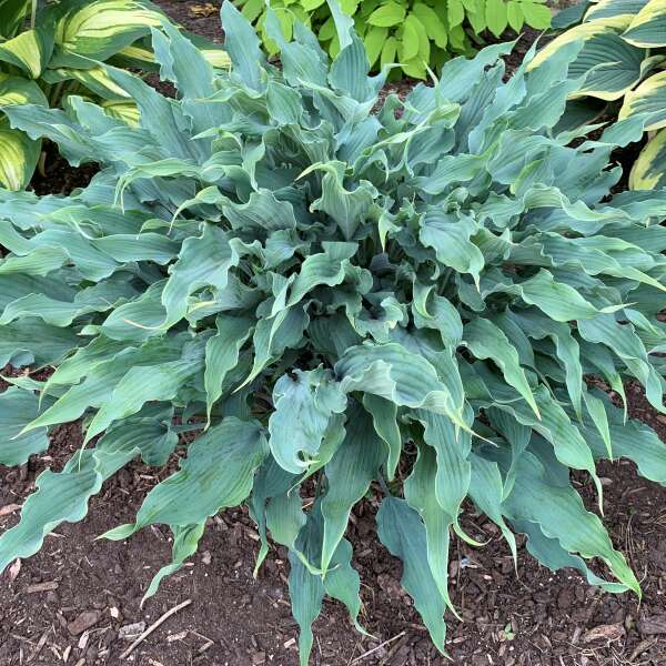 'Wild Imagination' Hosta - Image 2