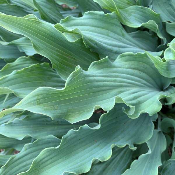 'Wild Imagination' Hosta - Image 3