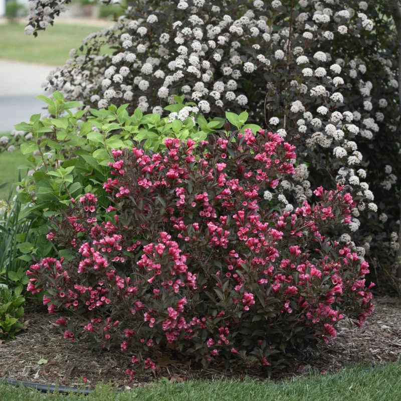 Wine & Roses Weigela - Image 3