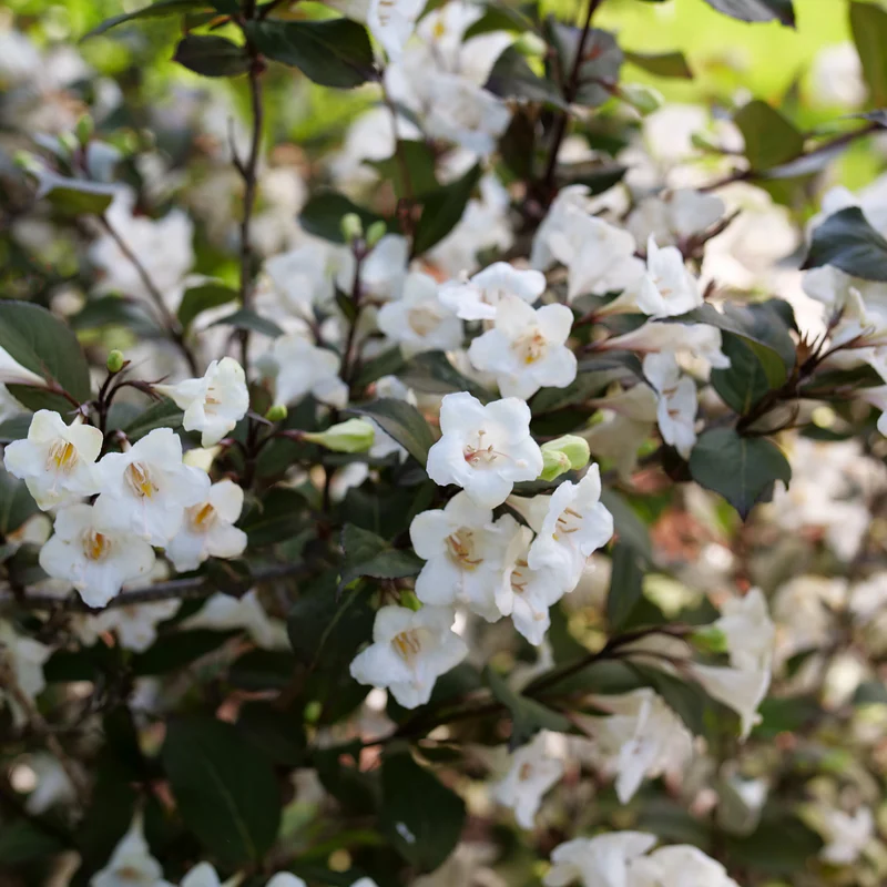 Wine & Spirits™ Weigela - Image 2