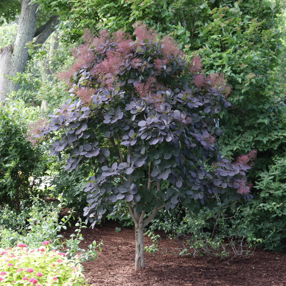 Winecraft Black® Smokebush (Cotinus)