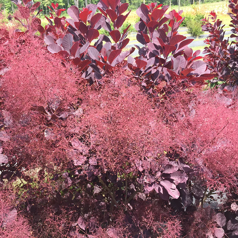 Winecraft Black® Smokebush (Cotinus) - Image 2