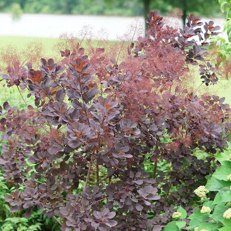 Winecraft Black® Smokebush (Cotinus) - Image 3