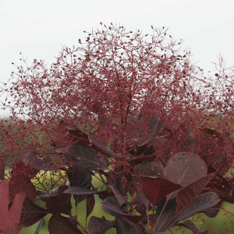 Winecraft Black® Smokebush (Cotinus) - Image 4