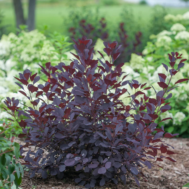 Winecraft Black® Smokebush (Cotinus) - Image 5