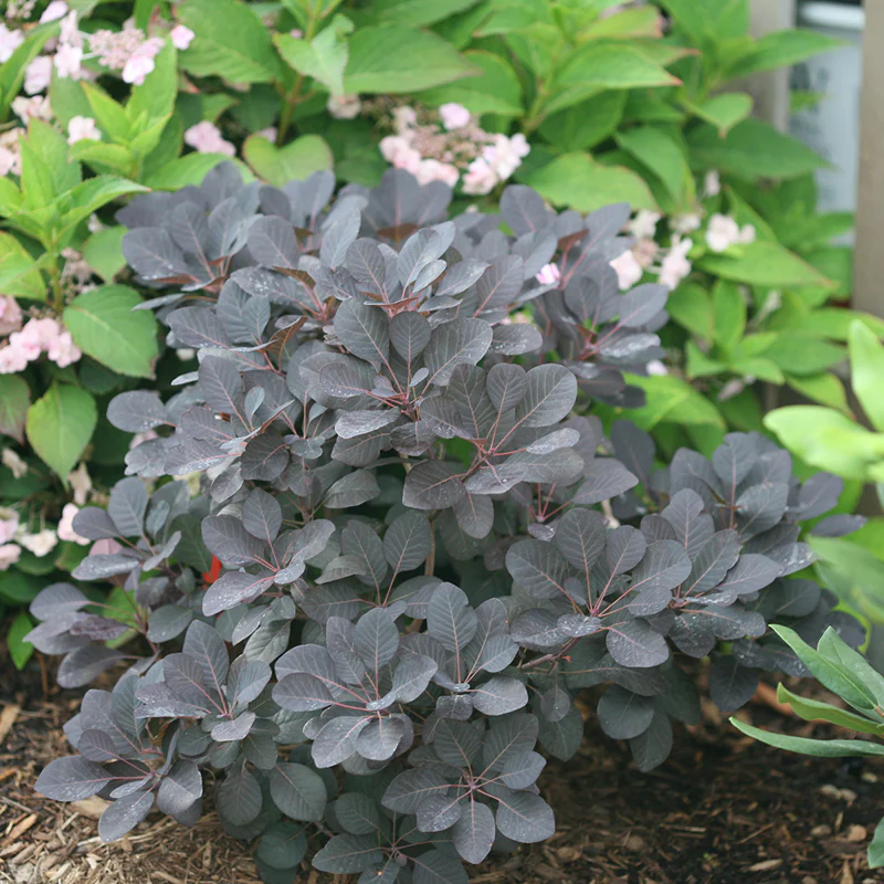 Winecraft Black® Smokebush (Cotinus) - Image 6